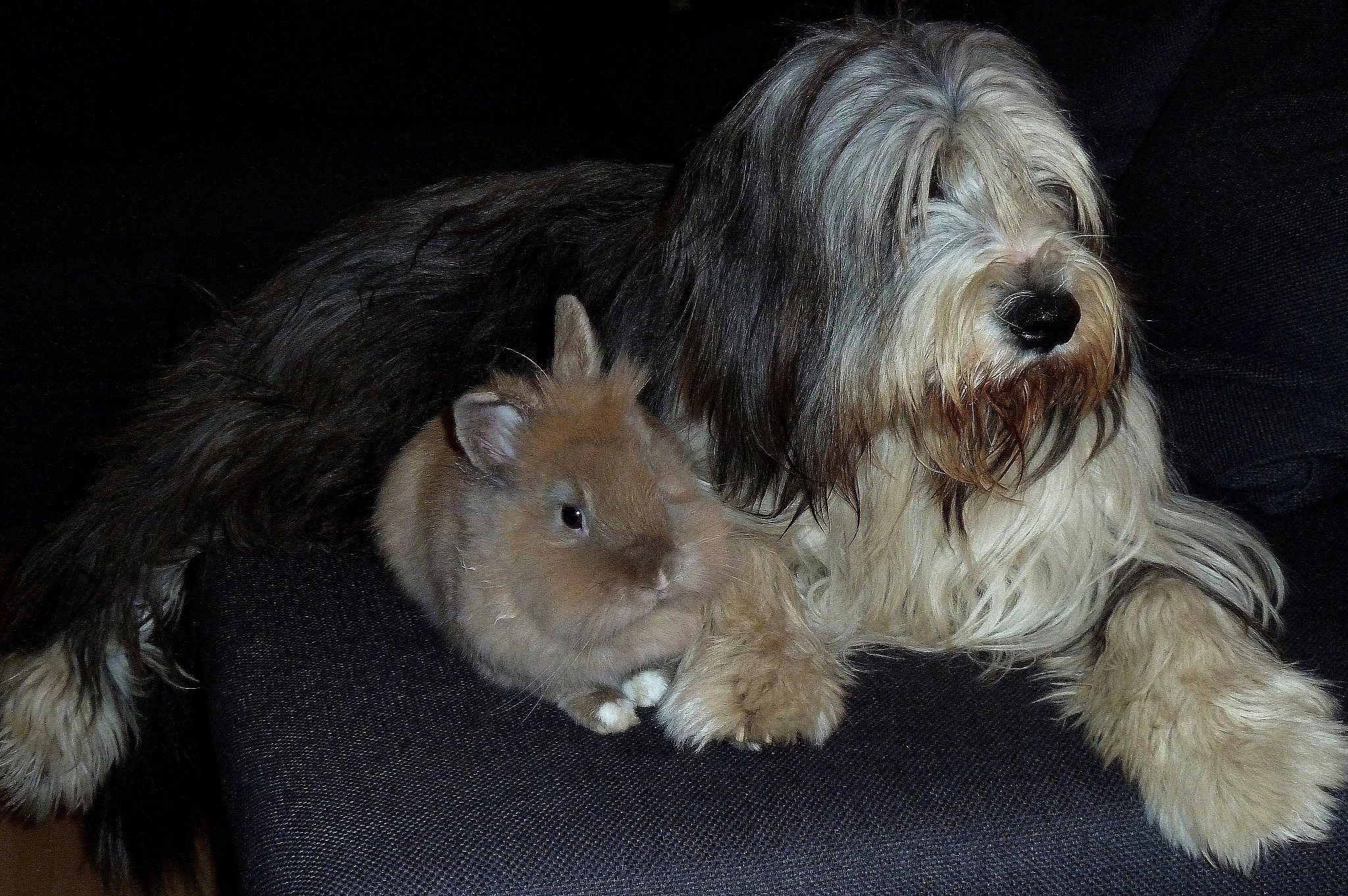 “Lucky” (the bunny) and “Nelly” (the dog)