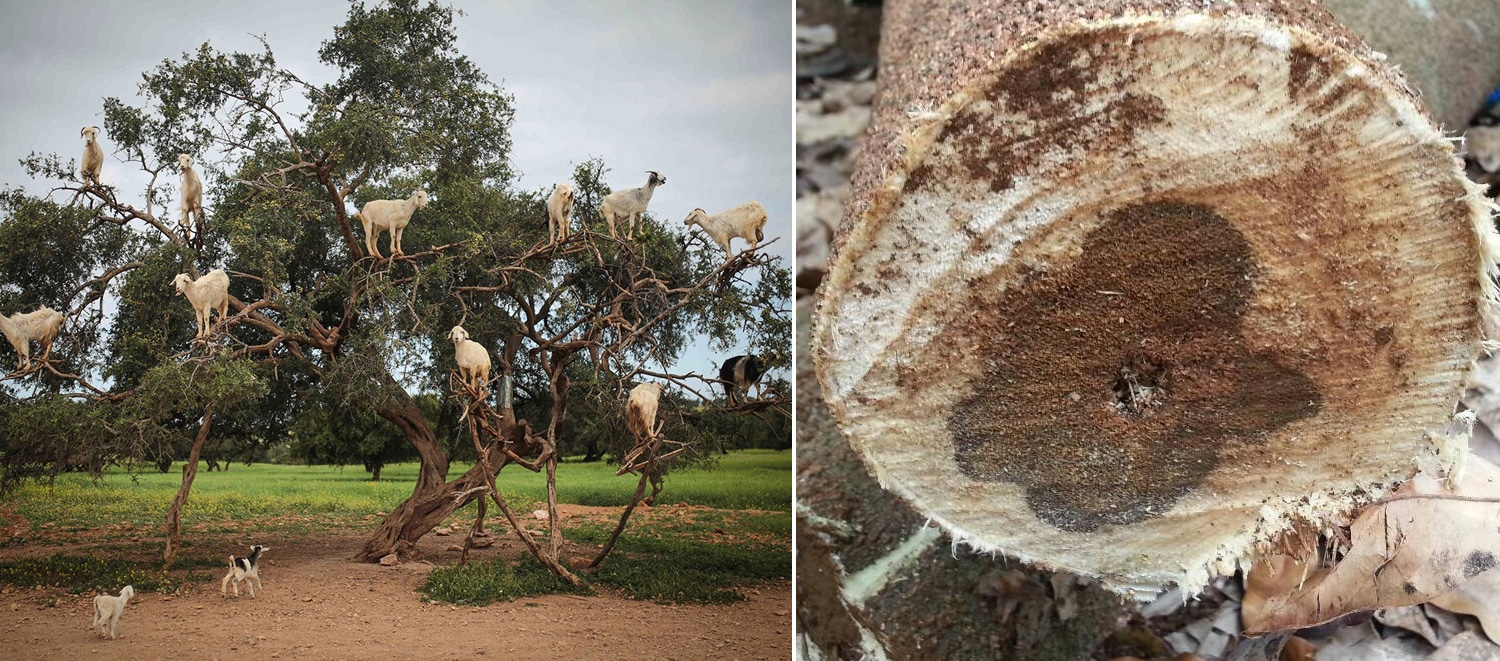 ree-climbing goats feed on an Argania Spinosa, known as an Argan tree, in Essaouira, southwestern Morocco